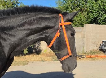 PRE, Semental, 1 año, 160 cm, Tordo