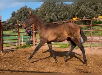 PRE, Semental, 1 año, 160 cm, Tordo