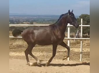 PRE, Semental, 1 año, 161 cm, Tordo