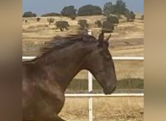 PRE, Semental, 1 año, 161 cm, Tordo