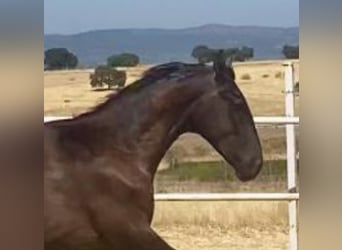 PRE, Semental, 1 año, 161 cm, Tordo