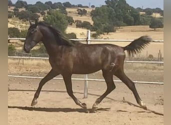 PRE, Semental, 1 año, 161 cm, Tordo