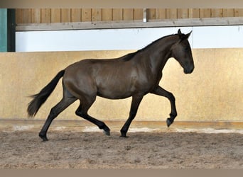 PRE Mestizo, Semental, 1 año, 162 cm, Castaño