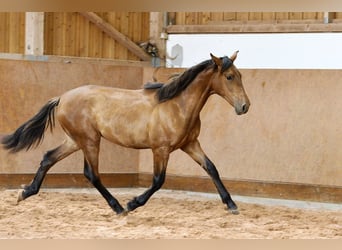 PRE Mestizo, Semental, 1 año, 162 cm, Castaño