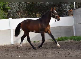 PRE, Semental, 1 año, 162 cm, Castaño