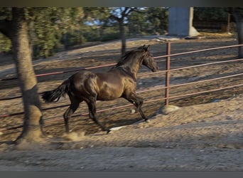 PRE Mestizo, Semental, 1 año, 162 cm, Negro