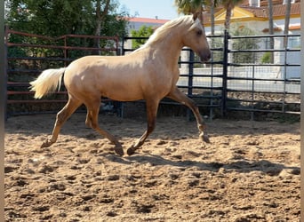 PRE, Semental, 1 año, 162 cm, Palomino