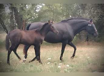 PRE Mestizo, Semental, 1 año, 163 cm, Negro
