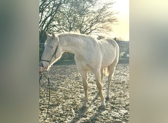 PRE Mestizo, Semental, 1 año, 163 cm, Perlino