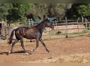 PRE, Semental, 1 año, 163 cm, Tordo