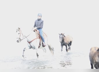 PRE, Semental, 1 año, 163 cm, Tordo