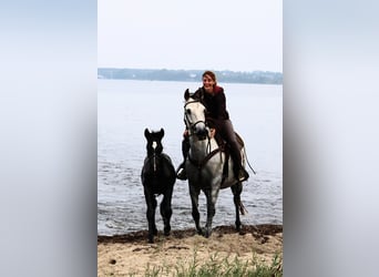 PRE, Semental, 1 año, 163 cm, Tordo