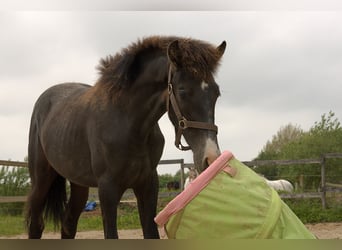 PRE Mestizo, Semental, 1 año, 163 cm, Tordo