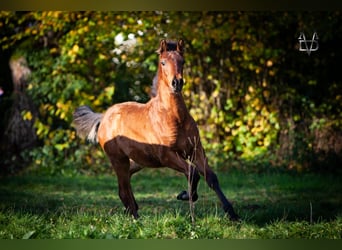 PRE Mestizo, Semental, 1 año, 164 cm, Castaño