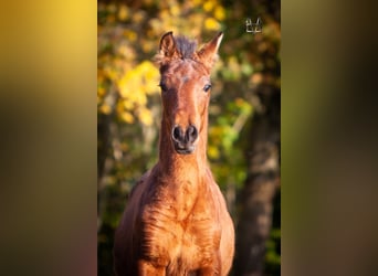 PRE Mestizo, Semental, 1 año, 164 cm, Castaño