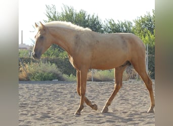 PRE Mestizo, Semental, 1 año, 164 cm, Palomino