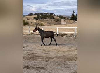 PRE Mestizo, Semental, 1 año, 164 cm, Tordo