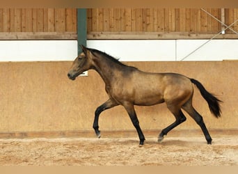 PRE Mestizo, Semental, 1 año, 165 cm, Bayo