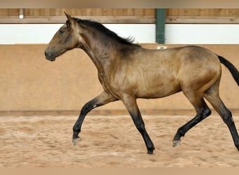 PRE Mestizo, Semental, 1 año, 165 cm, Bayo