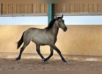 PRE Mestizo, Semental, 1 año, 165 cm, Bayo