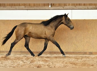 PRE Mestizo, Semental, 1 año, 165 cm, Bayo