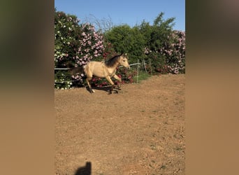 PRE Mestizo, Semental, 1 año, 165 cm, Bayo