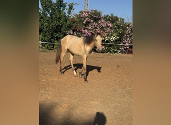 PRE Mestizo, Semental, 1 año, 165 cm, Bayo