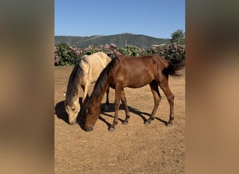 PRE Mestizo, Semental, 1 año, 165 cm, Bayo