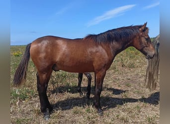 PRE, Semental, 1 año, 165 cm, Buckskin/Bayo