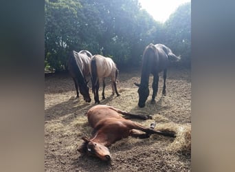 PRE, Semental, 1 año, 165 cm, Buckskin/Bayo