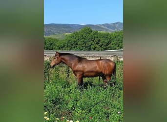 PRE, Semental, 1 año, 165 cm, Buckskin/Bayo