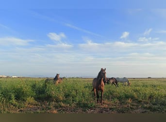 PRE, Semental, 1 año, 165 cm, Buckskin/Bayo