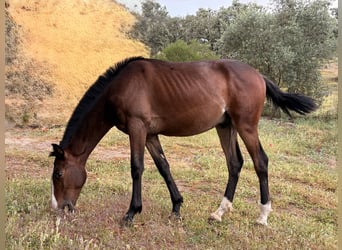 PRE, Semental, 1 año, 165 cm, Castaño