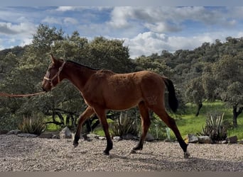 PRE, Semental, 1 año, 165 cm, Castaño