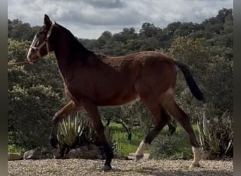 PRE, Semental, 1 año, 165 cm, Castaño
