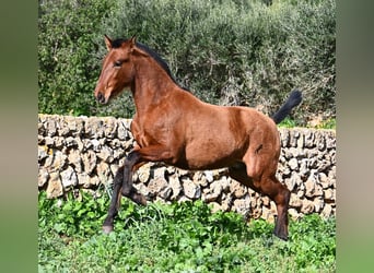 PRE Mestizo, Semental, 1 año, 165 cm, Castaño