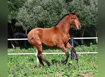 PRE Mestizo, Semental, 1 año, 165 cm, Castaño