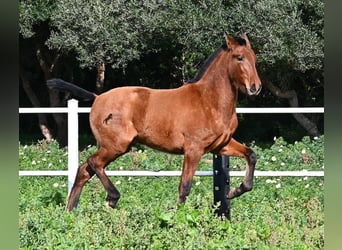 PRE Mestizo, Semental, 1 año, 165 cm, Castaño