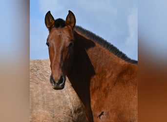 PRE Mestizo, Semental, 1 año, 165 cm, Castaño