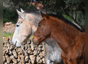 PRE Mestizo, Semental, 1 año, 165 cm, Castaño