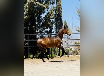 PRE, Semental, 1 año, 165 cm, Castaño oscuro