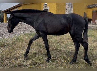 PRE, Semental, 1 año, 165 cm, Tordo
