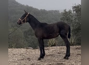 PRE Mestizo, Semental, 1 año, 165 cm, Tordo