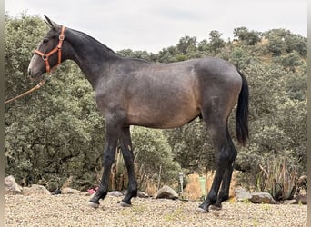 PRE, Semental, 1 año, 165 cm, Tordo