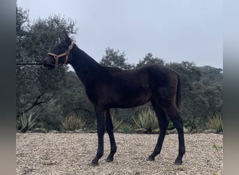 PRE Mestizo, Semental, 1 año, 165 cm, Tordo