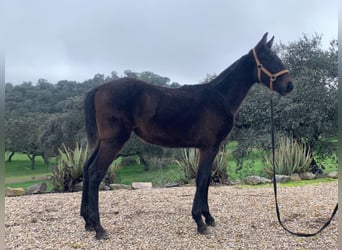 PRE Mestizo, Semental, 1 año, 165 cm, Tordo