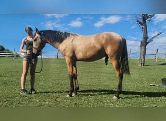PRE, Semental, 1 año, 166 cm, Buckskin/Bayo