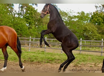 PRE, Semental, 1 año, 166 cm, Tordillo negro