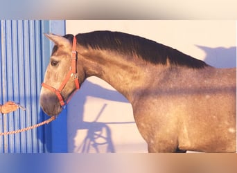 PRE Mestizo, Semental, 1 año, 166 cm, Tordo