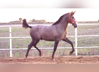 PRE Mestizo, Semental, 1 año, 166 cm, Tordo